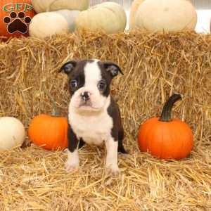 Jeremy, Boston Terrier Puppy